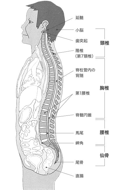 背骨と神経