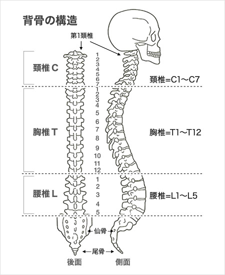 背骨の構造
